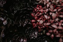 Vista da vicino di sfondo floreale rosso scuro e rosa — Foto stock