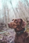 Brown labrador dog squinting at forest — Stock Photo