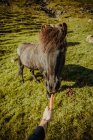Рука кормит черную лошадь морковью на лужайке в зеленом нагорье — стоковое фото