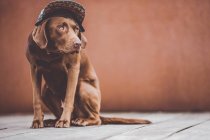 Perro labrador marrón en gorra estampada sentado en piso de madera gris y mirando hacia otro lado - foto de stock