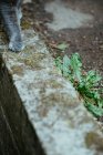 Crop feline paw walking on sidewalk edging — Stock Photo