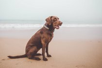 Side view of brown labrador dog sitting on sandy shore — Stock Photo