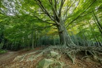 Vue panoramique de vieux arbres verts dans une forêt idyllique — Photo de stock