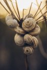 Close-up of plenty of snails on dried plant in sunset light. — Stock Photo