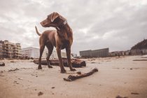Tiefansicht eines braunen Labrador-Hundes, der über die Schulter auf die Küste blickt — Stockfoto