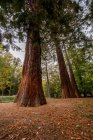 Tall sequoia tree trunks at autumn nature — Stock Photo