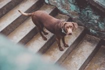 Vista de alto ângulo do cão labrador marrom em pé nas escadas e olhando para a câmera . — Fotografia de Stock