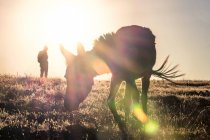 Donkey walking at rural field at sunset — Stock Photo