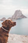 Adorable chien brun debout sur une falaise sur fond de mer et de rochers . — Photo de stock