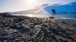 Vista a distanza dei pinguini artici a piedi nella natura selvaggia — Foto stock