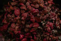 Vue rapprochée des feuilles de plantes roses — Photo de stock