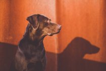Vista lateral do cão marrom sentado sobre a parede laranja no fundo e olhando para longe . — Fotografia de Stock
