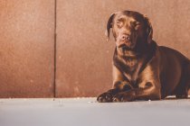 Brown labrador cucciolo obbediente sdraiato sul pavimento illuminato dal sole — Foto stock