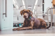 Коричневая собака-лабрадор покорно лежит на полу в вагоне поезда и смотрит в камеру . — стоковое фото