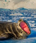 Retrato de león marino rugiente en iceberg iluminado por el sol - foto de stock
