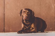 Cachorro labrador marrón soleado acostado en el suelo - foto de stock