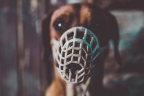 Close up view of gray muzzle on snout of brown labradordog. — Stock Photo
