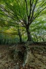Закрыть вид на корни деревьев на земле в любое время суток — стоковое фото