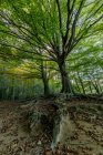 Close up view of trees roots on ground at woods — Stock Photo