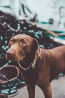 Cute brown labrador dog in harbor — Stock Photo
