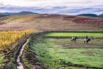 Vue lointaine de l'homme chevauchant taureau pâturage sur champ vert . — Photo de stock