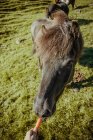 Рука кормит лошадь морковью на лужайке под солнцем — стоковое фото