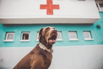 Low angle view of brown dog yawning near hospital building with red cross on facade. — Stock Photo
