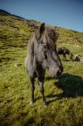 Close up view of black horse on slope of green hill — Stock Photo