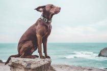 Perro labrador marrón sentado en la roca en la orilla del mar - foto de stock