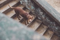 Brown labrador dog walking down on stairs — Stock Photo