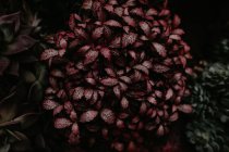 Vista da vicino della pianta da giardino con foglie rosse — Foto stock