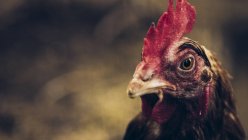 Ritratto di pollo che cammina alla natura — Foto stock