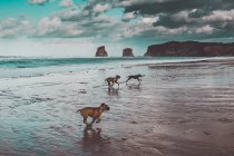 Scenic view of dogs running on sandy seashore — Stock Photo