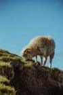 Овцы пасутся на зеленом нагорье склона на фоне ясного неба — стоковое фото