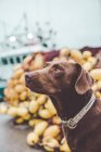 Seitenansicht eines braunen Labrador-Hundes, der gehorsam wegschaut — Stockfoto