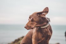 Рухомий постріл коричневої собаки-лабрадора, що дивиться через плече на тлі морського пейзажу — стокове фото
