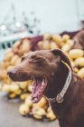 Adorável cão labrador marrom sentado nas docas e bocejo — Fotografia de Stock