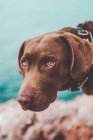 Perro labrador marrón posando en la orilla y mirando a la cámara - foto de stock