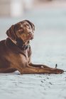 Braune Labrador-Hündin liegt gehorsam auf Straßenpflaster und schaut vor Kamera zur Seite — Stockfoto