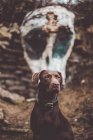 Очаровательная коричневая собака сидит на фоне стены с белым пятном на оставшемся черепе . — стоковое фото