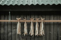 Row of dried fishes hanging on wooden plant — Stock Photo