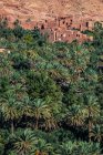 Vue lointaine des palmiers et des bâtiments municipaux aux murs sablonneux . — Photo de stock