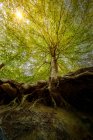 Вид знизу на коріння і стовбур дерева в лісі в сонячний день — стокове фото