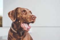 Perro labrador marrón bostezando sobre fondo de pared blanca . - foto de stock