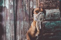 Dog in muzzle over wooden facade on backdrop — Stock Photo