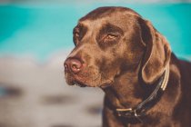 Коричневая собака лабрадор гуляет по берегу моря и смотрит в камеру — стоковое фото