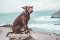 Brown cão labrador posando na rocha no litoral — Fotografia de Stock