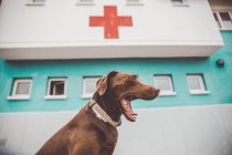 Cute brown dog yawning over background of building with red cross on facade. — Stock Photo