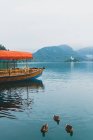 Качки, що плавають на озері з причаленими туристичними човнами — стокове фото