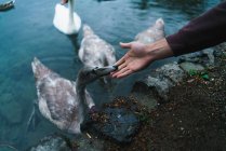 Cultivo hembra acariciando pato en el lago - foto de stock